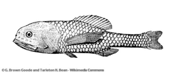 Scopelogadus beanii (Günther, 1887)