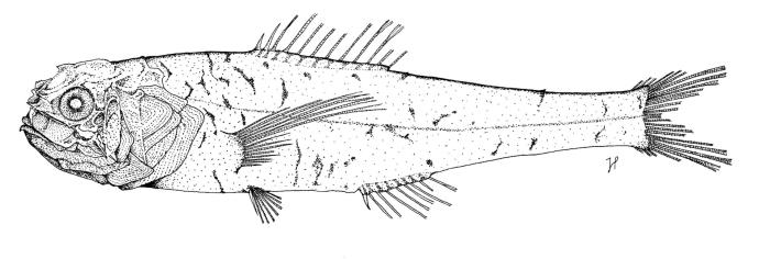 Scopelogadus beanii (Günther, 1887)