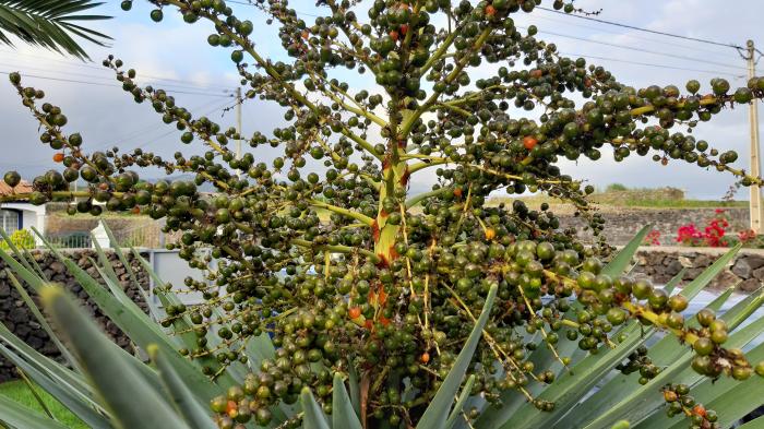 &copy; Rui Bento Elias