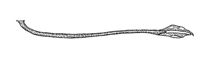 Illustration / © Leslie Galagher