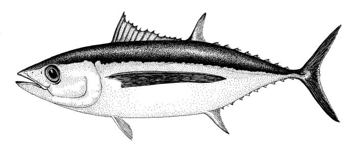 Ilustração / © Leslie Galagher