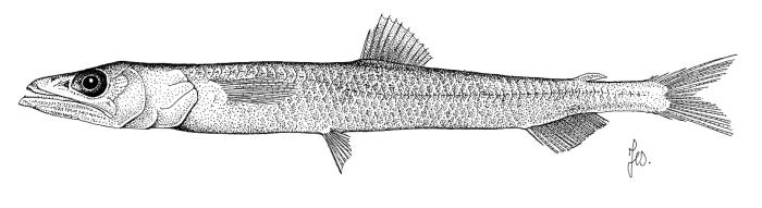 Ilustração / © Leslie Galagher