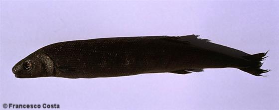 Tetragonurus cuvieri Risso, 1810