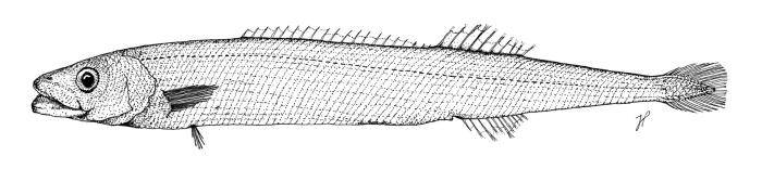 Tetragonurus cuvieri Risso, 1810