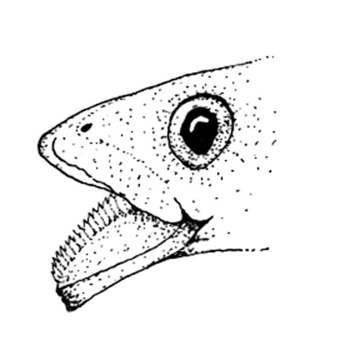 Tetragonurus cuvieri Risso, 1810