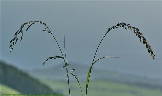 Scolochloa festucacea Link