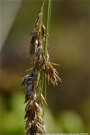 Scolochloa festucacea Link