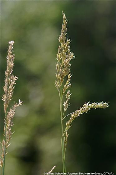 Scolochloa festucacea Link