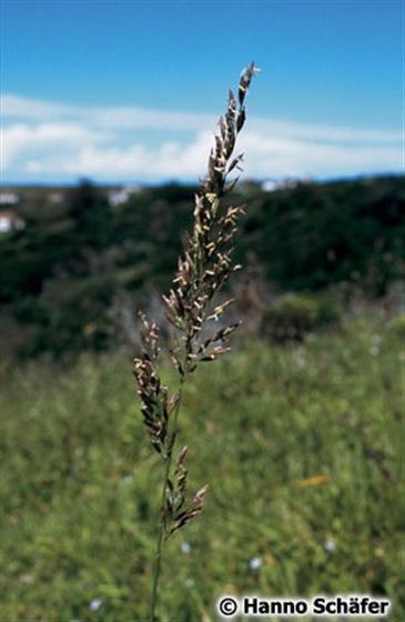 Scolochloa festucacea Link