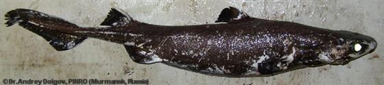 © Dr. Andrey Dolgov, PINRO (Murmansk, Russia)
