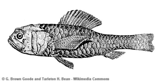 Melamphaes typhlops (Lowe, 1843)