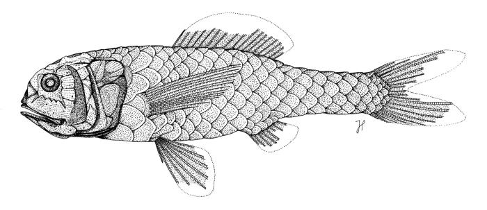 Melamphaes typhlops (Lowe, 1843)