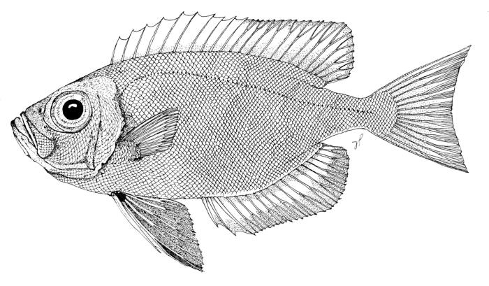 &copy; J. P. Barreiros