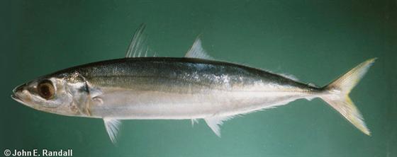 &copy; John E. Randall