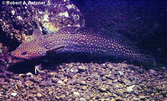 © Robert A. Patzner