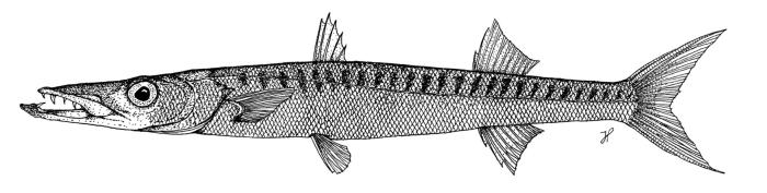 Sphyraena viridensis Cuvier, 1829