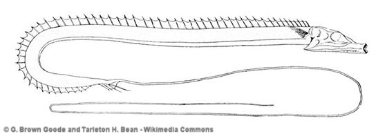 Stylephorus chordatus Shaw, 1791