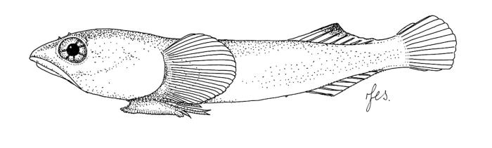 Apletodon pellegrini (Chabanaud, 1925)