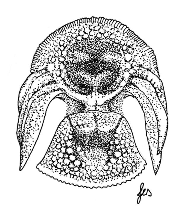 Apletodon pellegrini (Chabanaud, 1925)