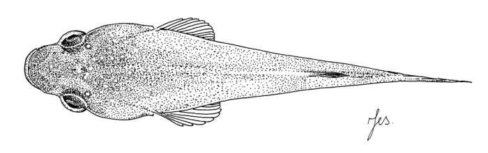 Apletodon pellegrini (Chabanaud, 1925)