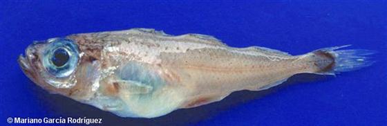 © Mariano García Rodríguez