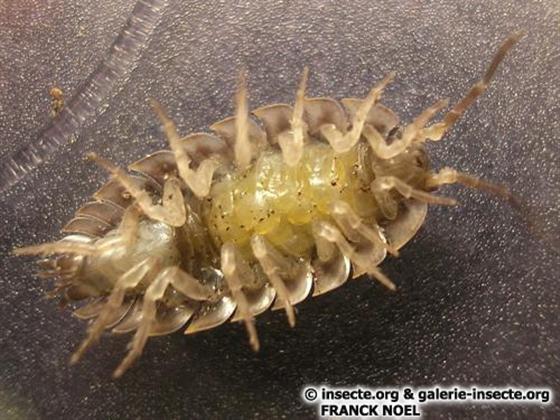 Oniscus asellus Linnaeus, 1758