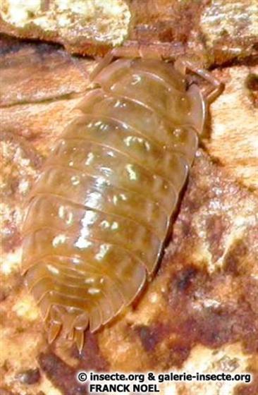 Oniscus asellus Linnaeus, 1758