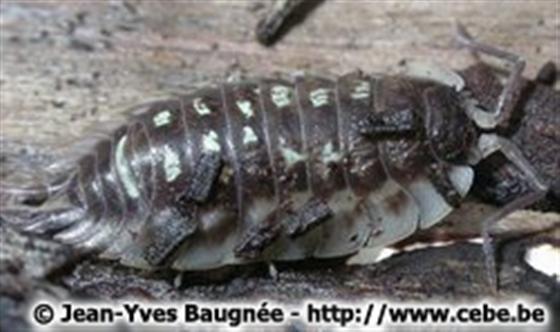 Oniscus asellus Linnaeus, 1758