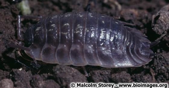 Oniscus asellus Linnaeus, 1758