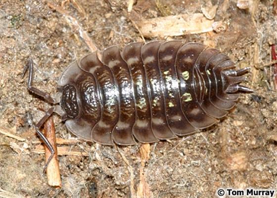 Oniscus asellus Linnaeus, 1758