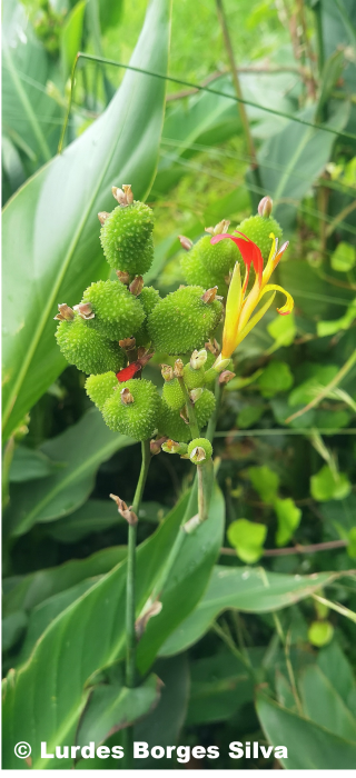 © Lurdes Borges Silva