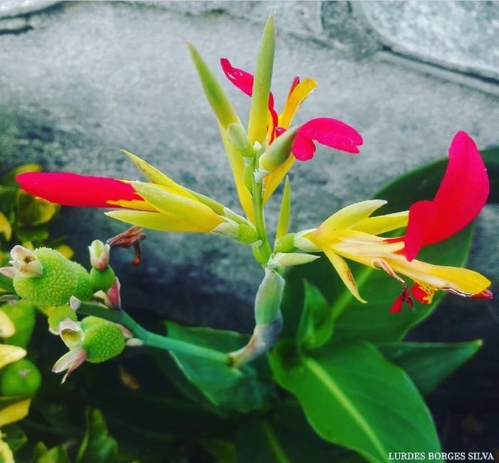 © Lurdes Borges Silva