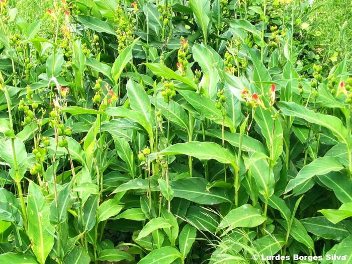 © Lurdes Borges Silva