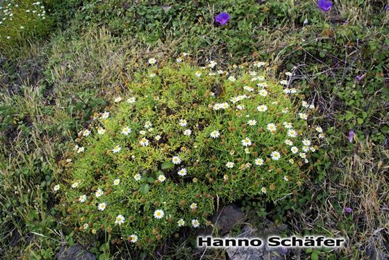 Argyranthemum frutescens Sch.Bip.