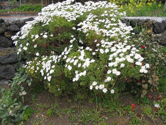 Argyranthemum frutescens Sch.Bip.