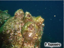 Megabalanus azoricus Pilsbry, 1916