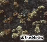 Chthamalus stellatus (Poli, 1795)