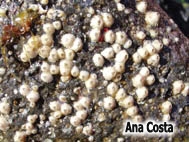 Tesseropora atlantica Newman & Ross, 1976