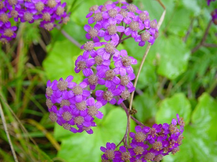 &copy; Rui Bento Elias