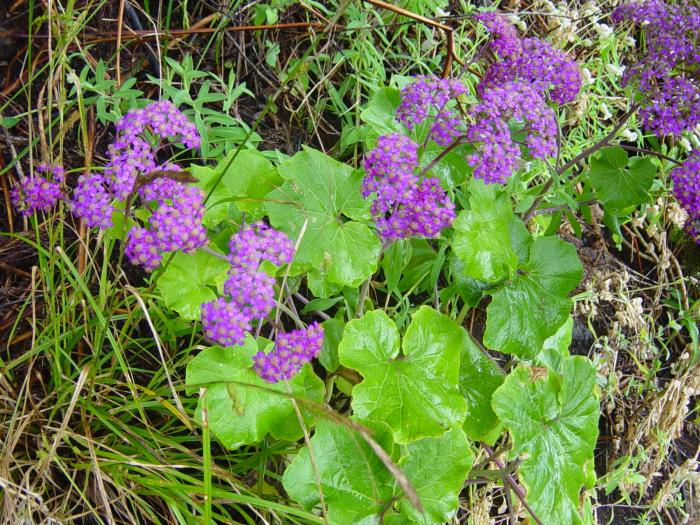 &copy; Rui Bento Elias