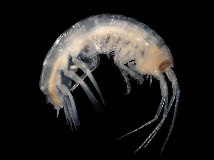 Nototropis swammerdamei (H. Milne Edwards, 1830)