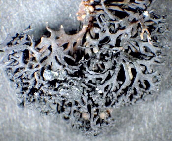 Lichina pygmaea (Lightf.) C. Agardh, 1817