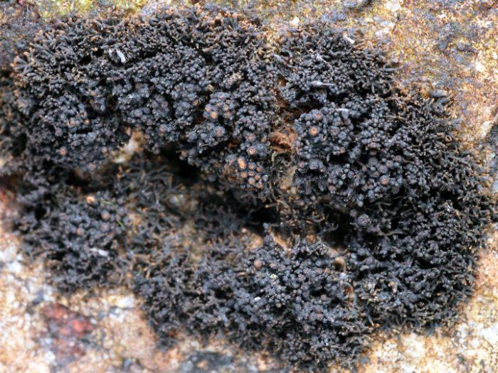 Lichina confinis (O. F. Müll.) C. Agardh