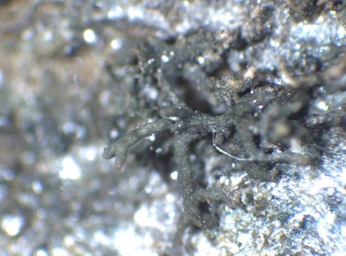 Lichina confinis (O. F. Müll.) C. Agardh