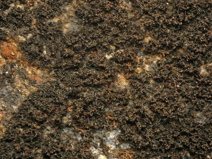 Lichina confinis (O. F. Müll.) C. Agardh