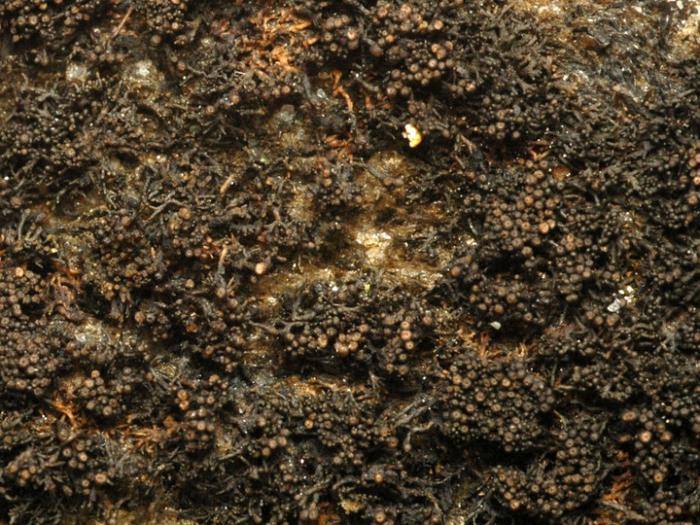 Lichina confinis (O. F. Müll.) C. Agardh