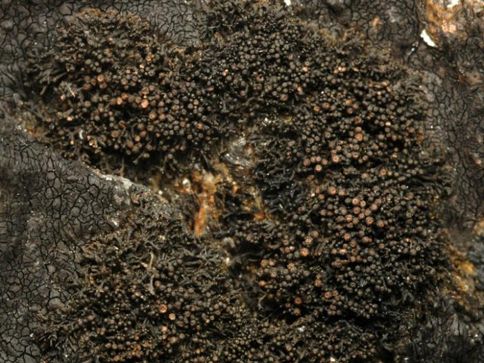 Lichina confinis (O. F. Müll.) C. Agardh
