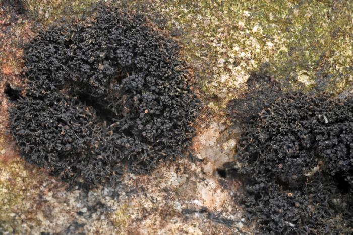 Lichina confinis (O. F. Müll.) C. Agardh