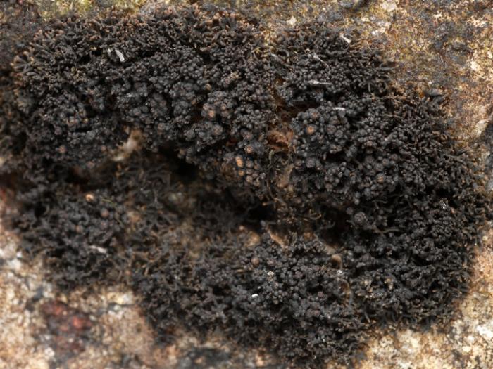 Lichina confinis (O. F. Müll.) C. Agardh