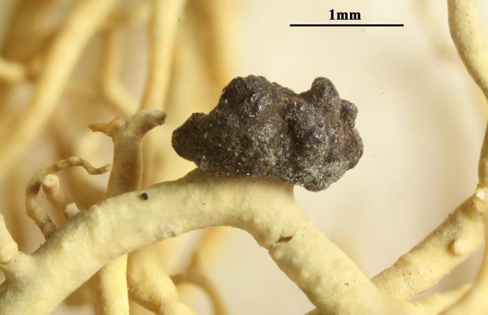 Biatoropsis usnearum Räsänen, 1934
